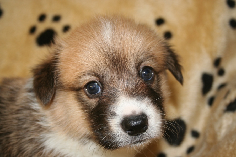 Puppies